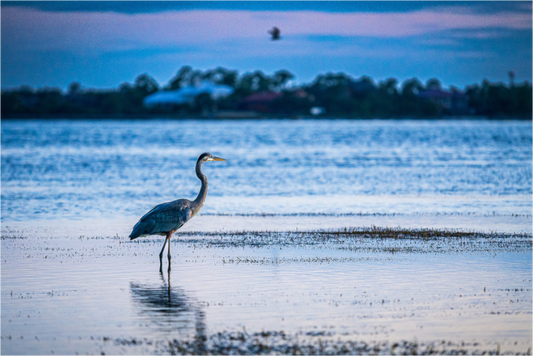 "Watching the Sunset" - Panama City, FL