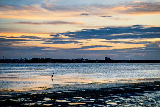 "Solitary Hunter" - Panama City, FL